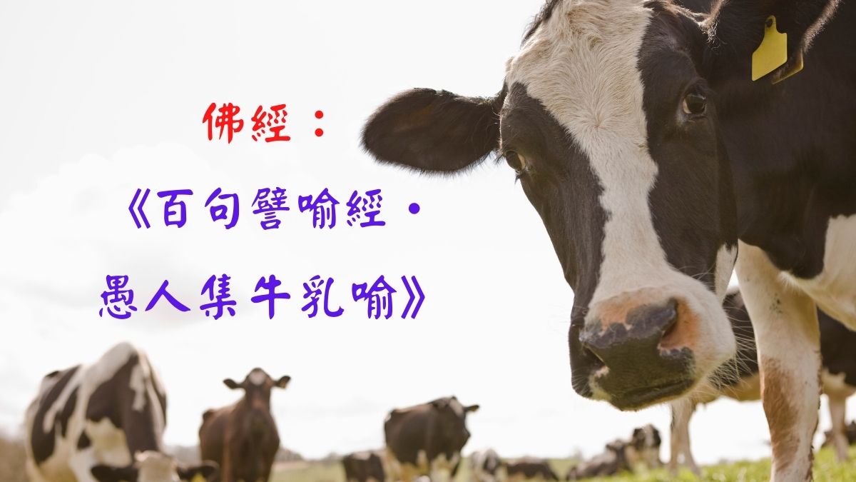 佛經： 《百句譬喻經• 愚人集牛乳喻》