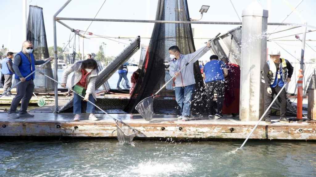 無數頻臨死亡的魚重回大海，獲得新生。