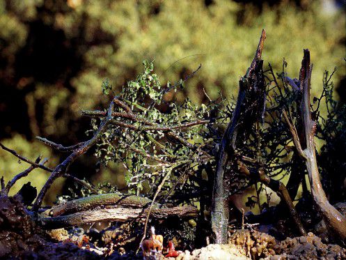 造景藝術：版納曲之西雙版納春意濃